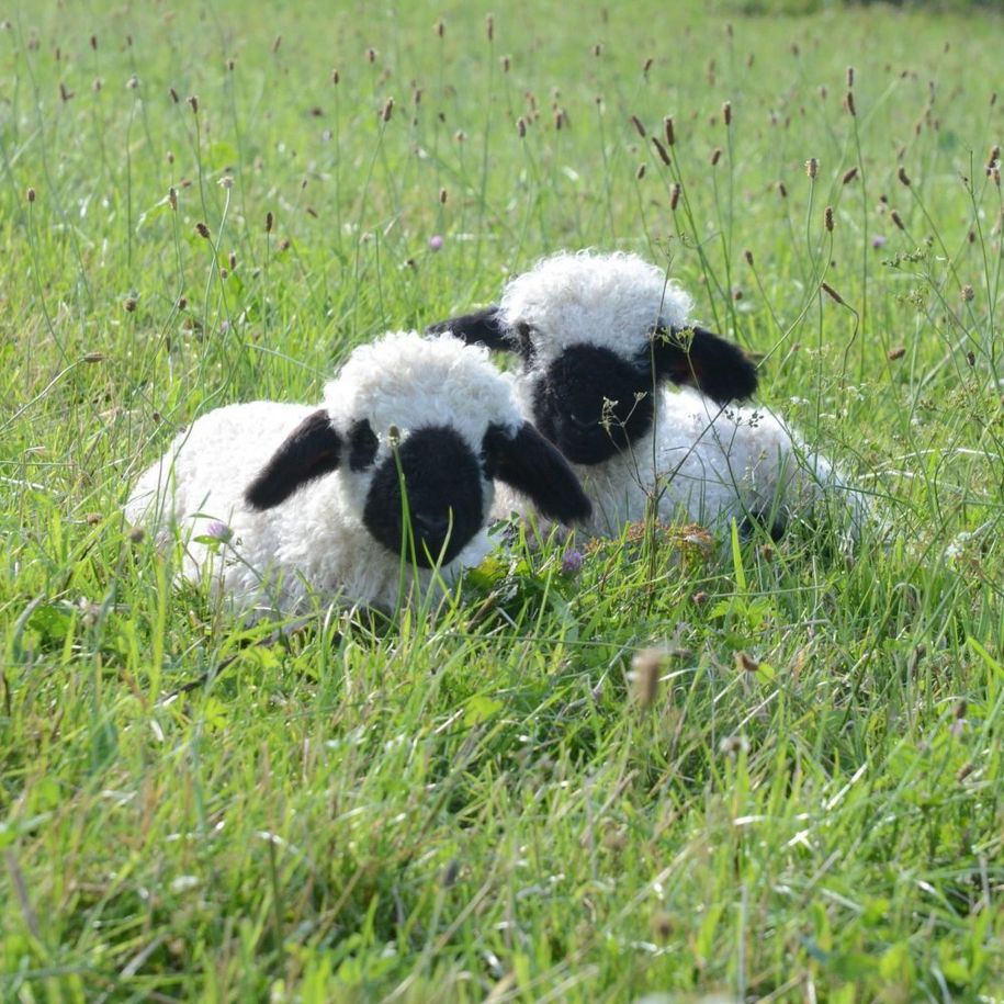 Tiere am Hof
Lämmchen, Ziegen, Schafe,...