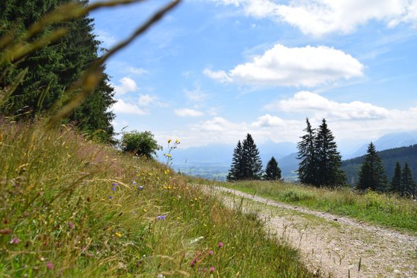 Flora entlang des Wanderweges zur Kappeler Alp