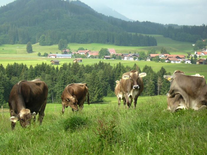 Unsere Kühe auf der Weide