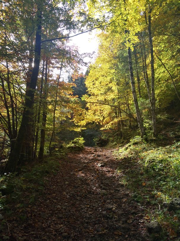 Wanderweg durch die Reichenbachklamm