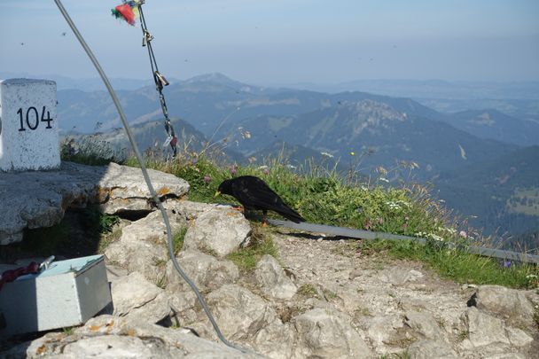 Bergdohle am Aggenstein