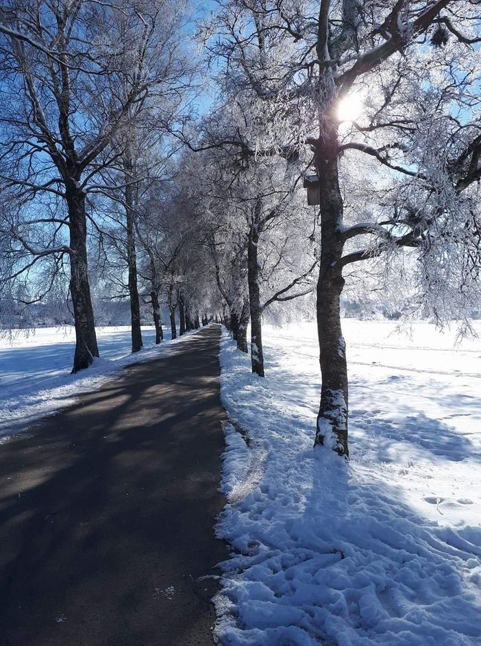 Birkenallee Winter