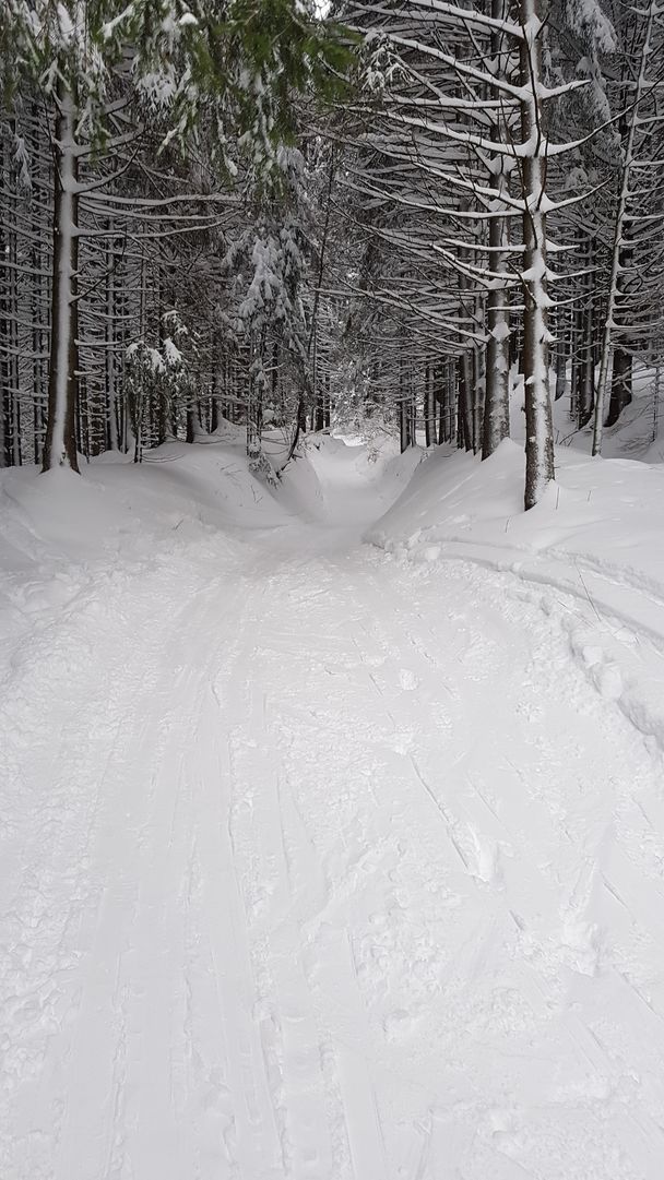 Waldschneise auf dem Weg zum Sportheim Böck