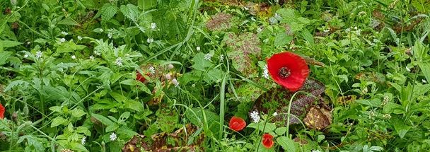 Mohnblumen auch im Herbst, Eisenburger Wald