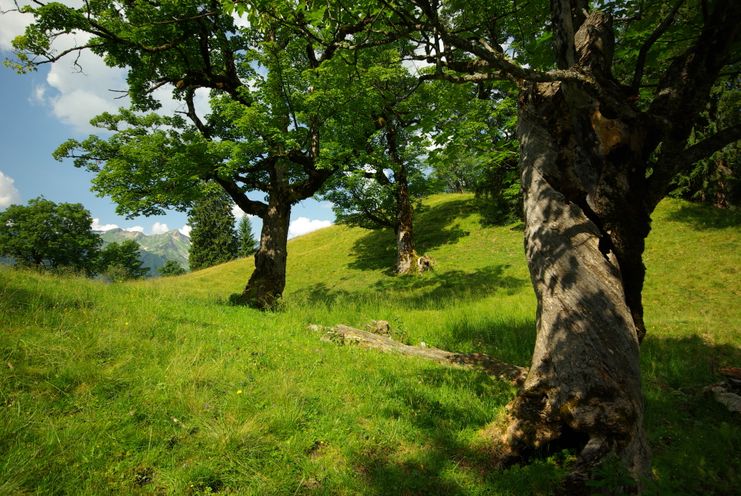 AllgHochalp_Hutewald_Boris Mittermeier