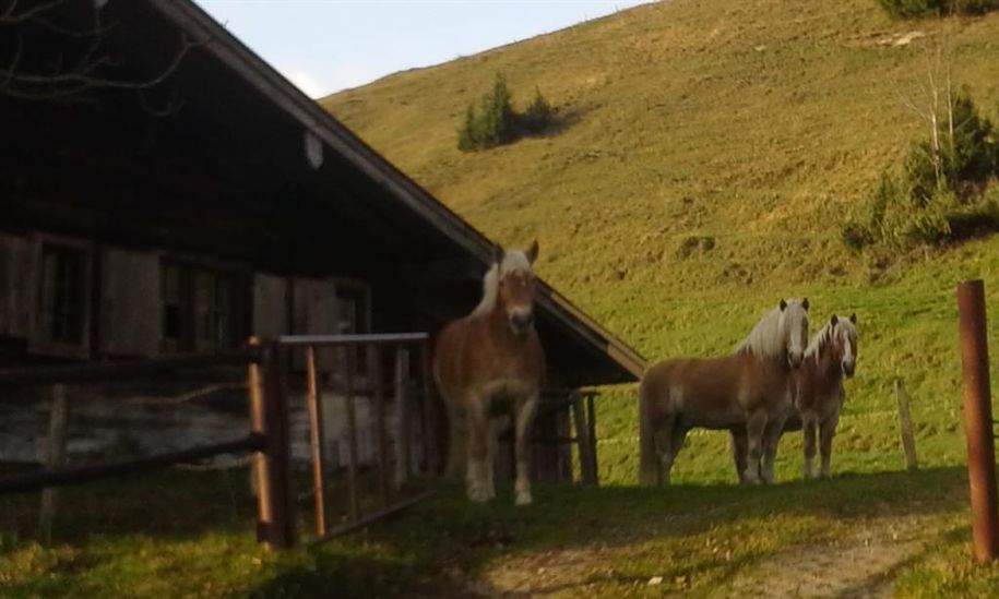 Unsere Pferde vor der oberen Glocke