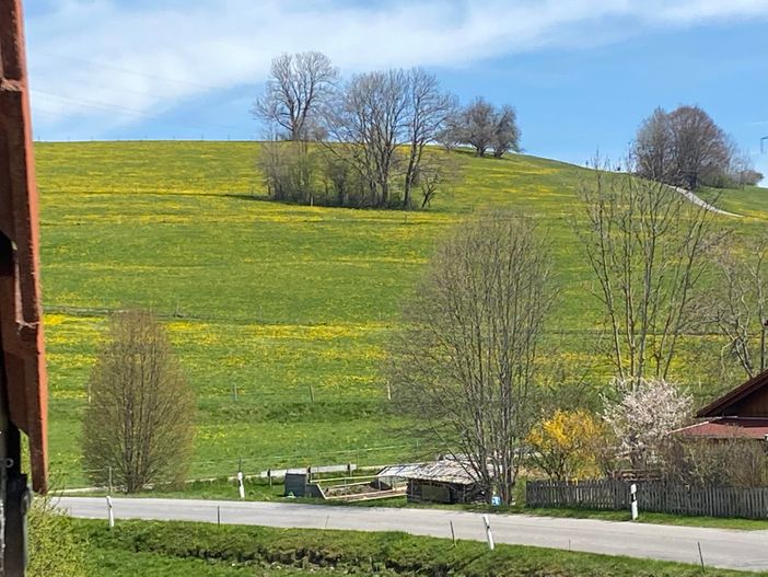 Löwenzahnzeit Blick vom Balkon