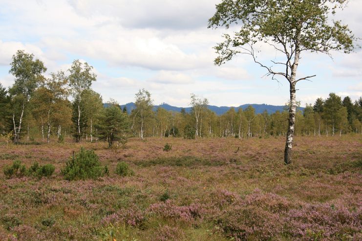 Heide im Niedermoorgebiet Bodenmöser