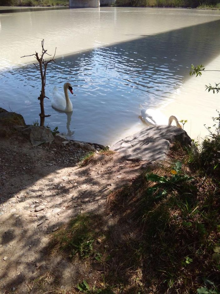 Schwan auf dem Lech