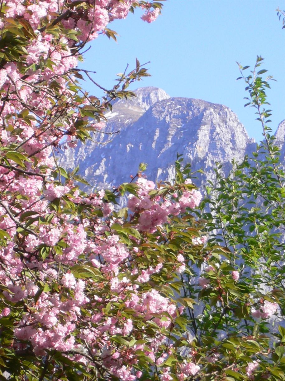 Blick v. Balkon im Frühling mit Säuling