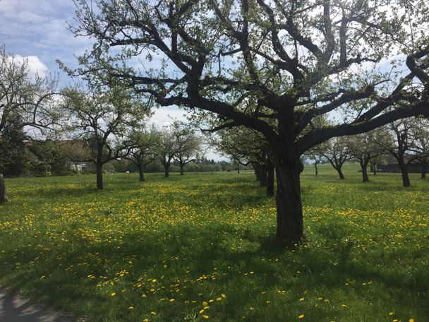 Obstbäume in Reute