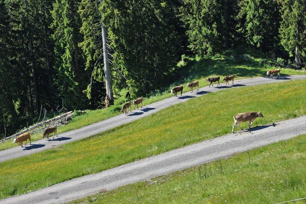 Weg zur Kappeler Alp