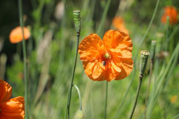 Blütenpracht im Alpengarten