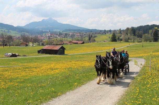 Kutschfahrt auf dem Imkerpfad