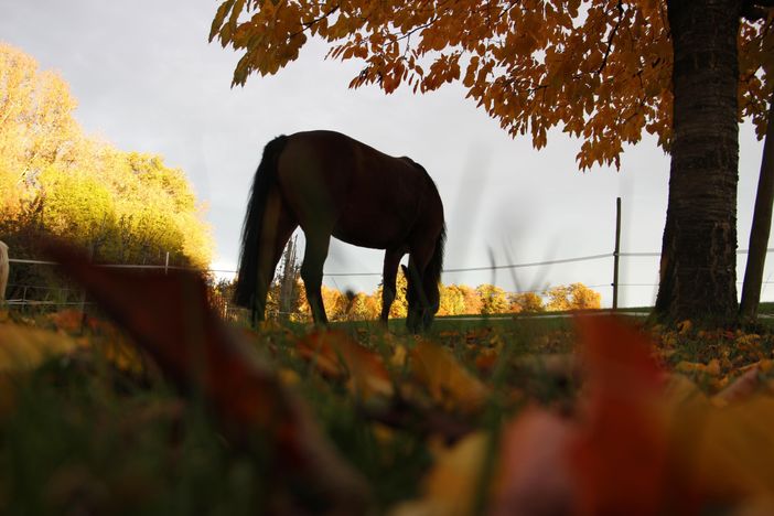 Pferde in der Herbstsonne