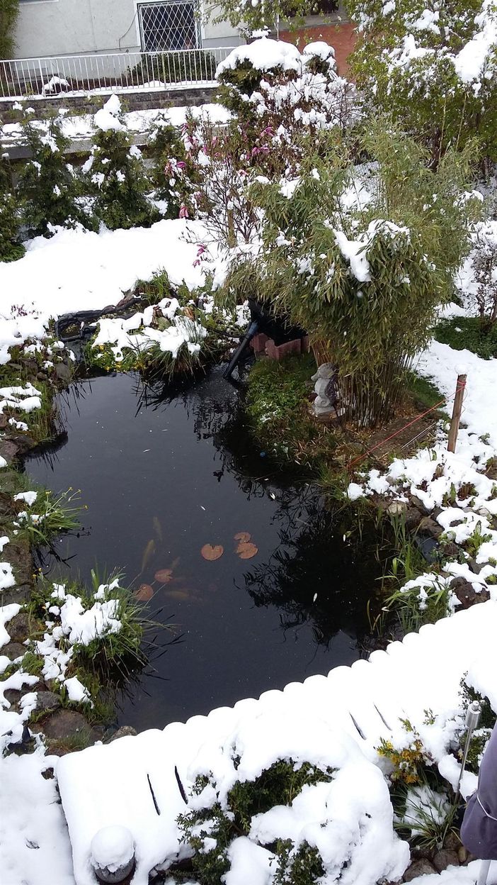 Gartenteich im Winter