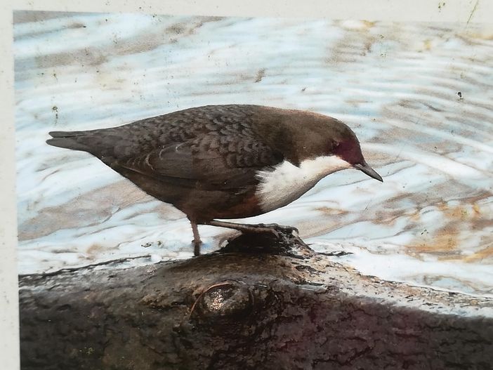 Wasseramsel an der Hausbachklamm