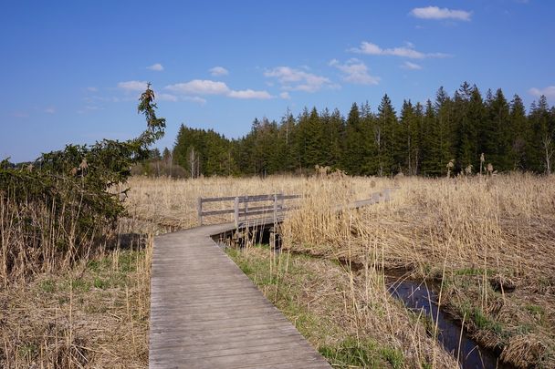 Moorlandschaft am Elbsee