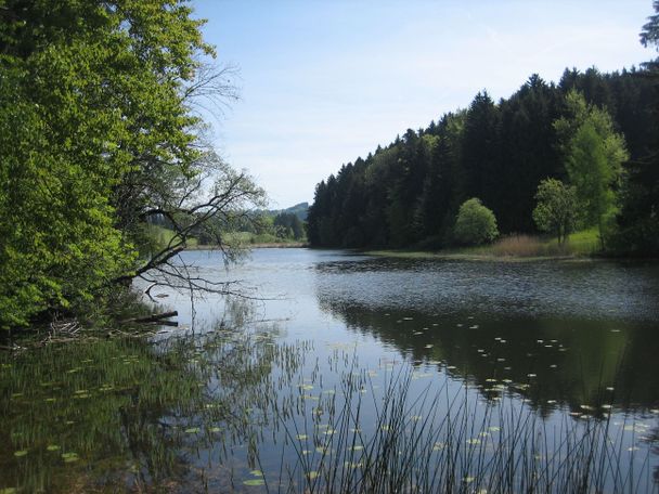 Der schöne Widdumer Weiher (europ. Landschaftsschutzgebiet)