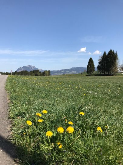 Löwenzahn am Wegesrand