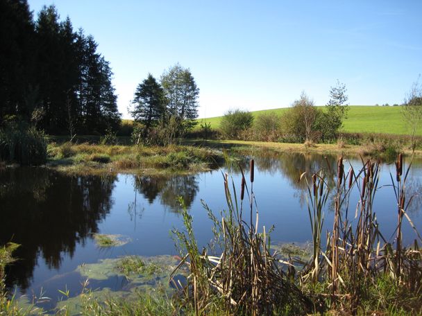 Biotop am Rand des Osterwalds