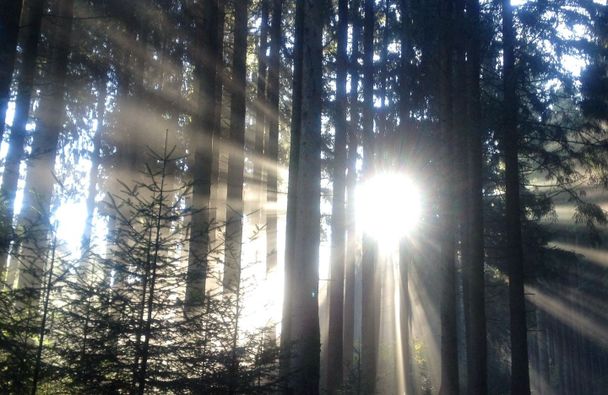 Lichterspiele im Kapfwald