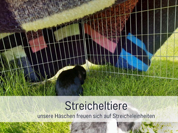 haeschen-streicheltiere