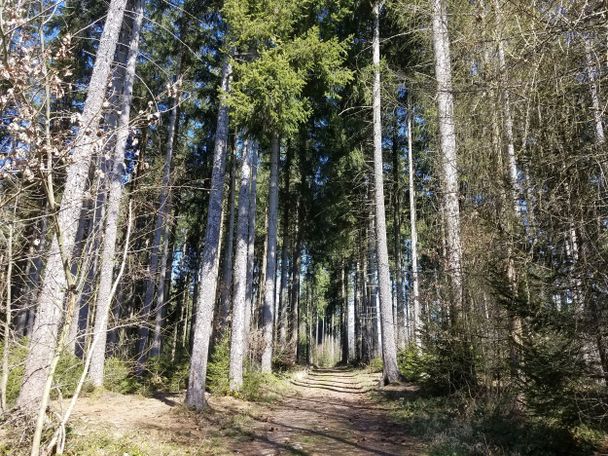 Waldweg bei der Berger Höhe