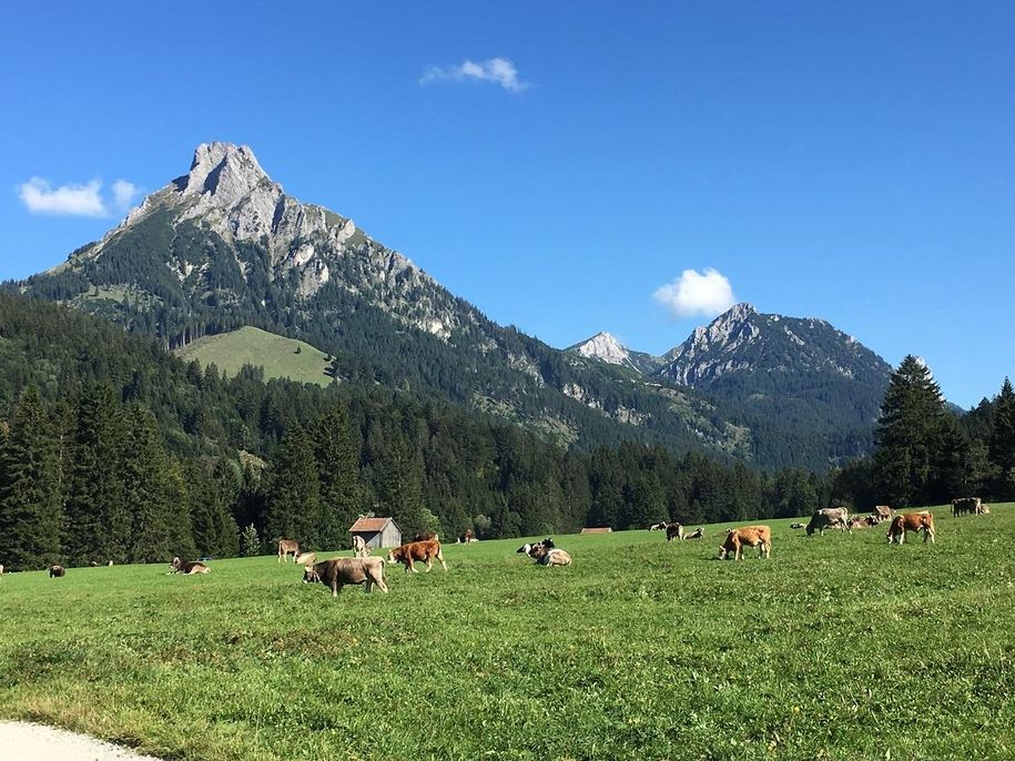 Schumpen auf einer Alpweidefläche