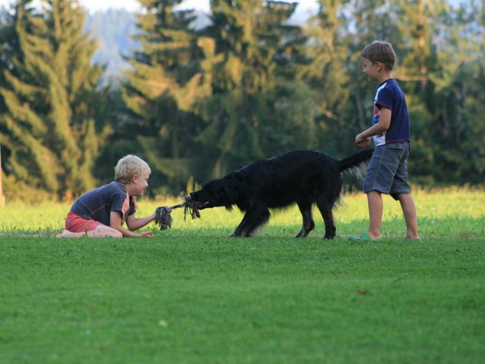 spielenmitdemhund