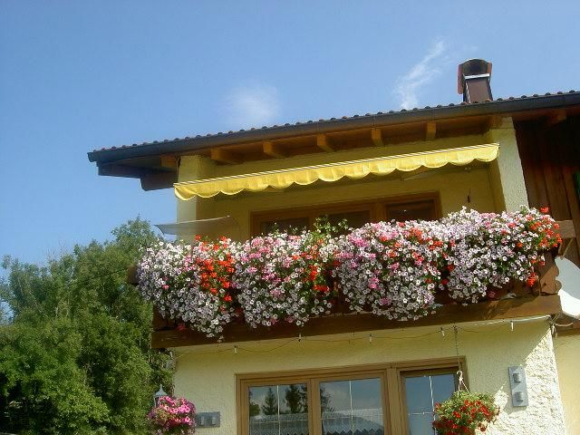 Auf dem Südbalkon relexen und die Blumenpracht