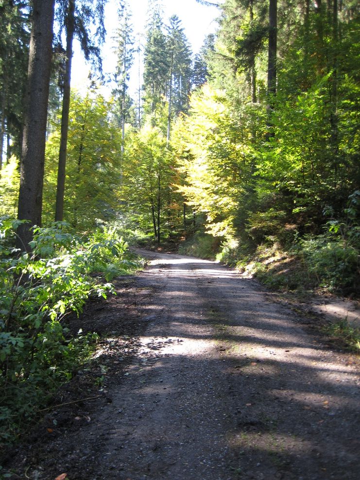 Weg durch den Osterwald