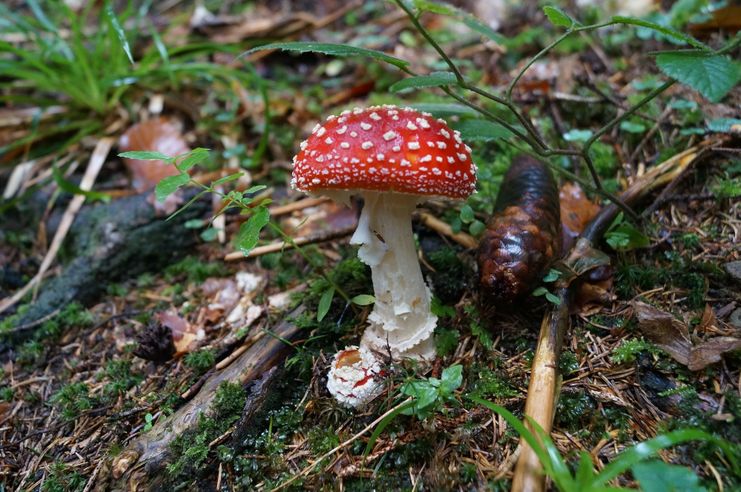 Fliegenpilz im Tiefenberger Moos