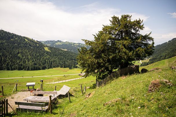 Alte Eibe in Balderschwang im Allgäu