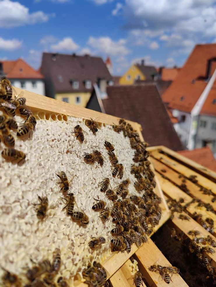 Museumsbienen im Stadtmuseum Kaufbeuren