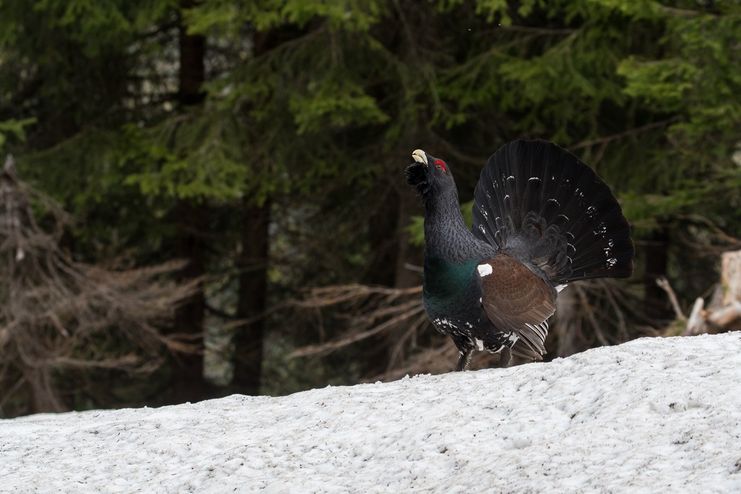 Das größte Huhn Europas