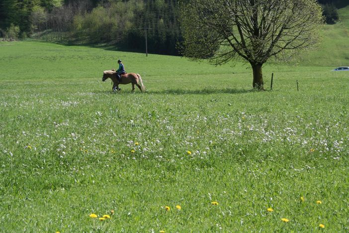 Reiterhof am Ort