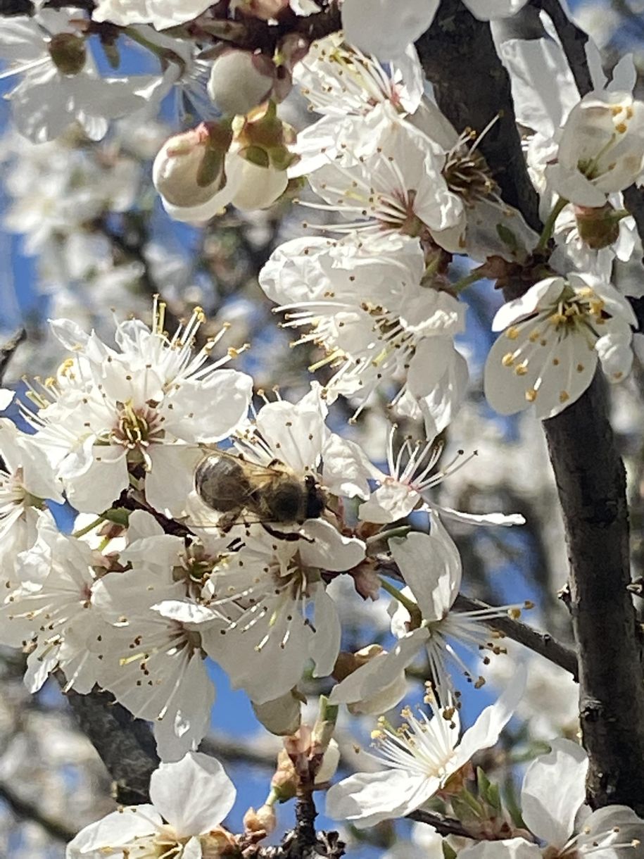 Bienchen bei der Arbeit