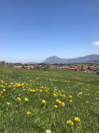 Im Frühjahr erwarten Sie herrliche Löwenzahnfelder wie hier mit Blick auf Bolsterlang