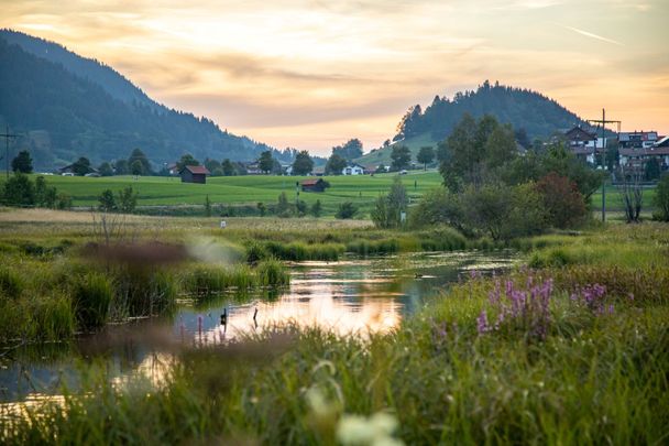 Das Moor in der Dämmerung