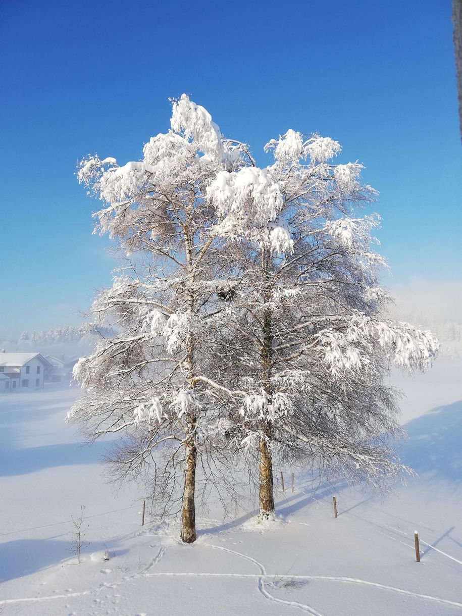 Schönheit des Winters