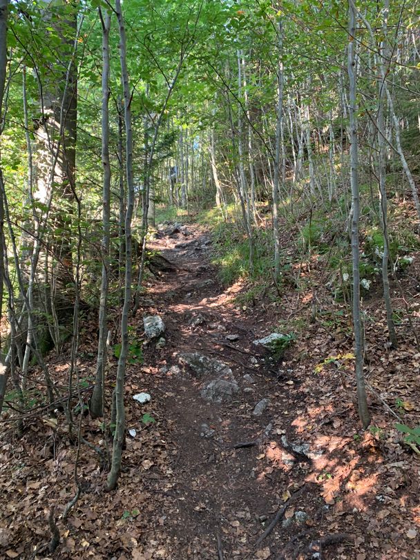 Waldweg bergab vom Falkenstein