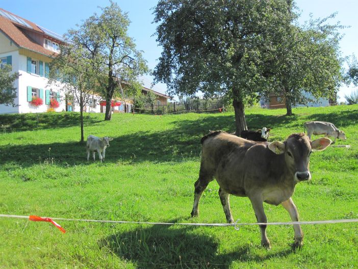 Bauernhof in Eisenharz