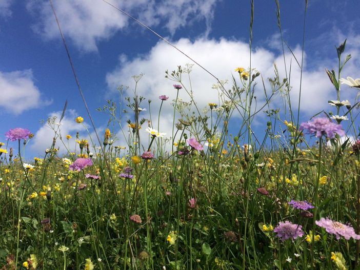 Blumenwiese