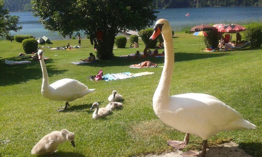 Alpsee mit Schwanenfamilie