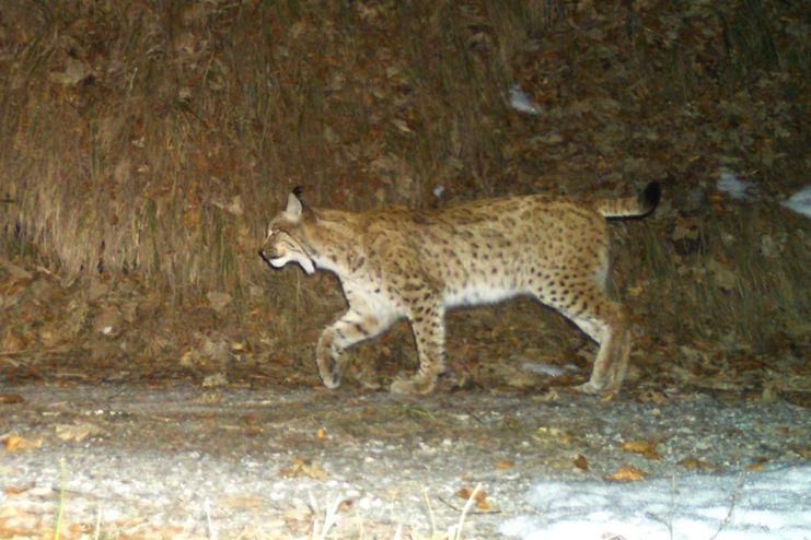 Vortrag_Luchs_Wildkatze_Daniel_Leissing_Büro für Wildökologie