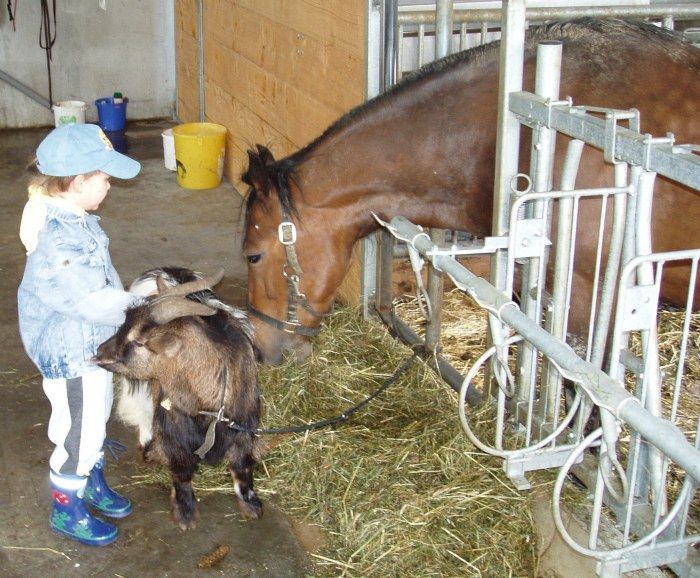 Unser Pferd Monja mit Freund Siegfried der Ziege