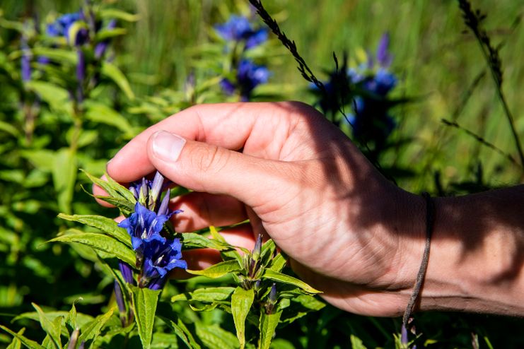 Die geheime Sprache der Blüten_Moritz Sonntag