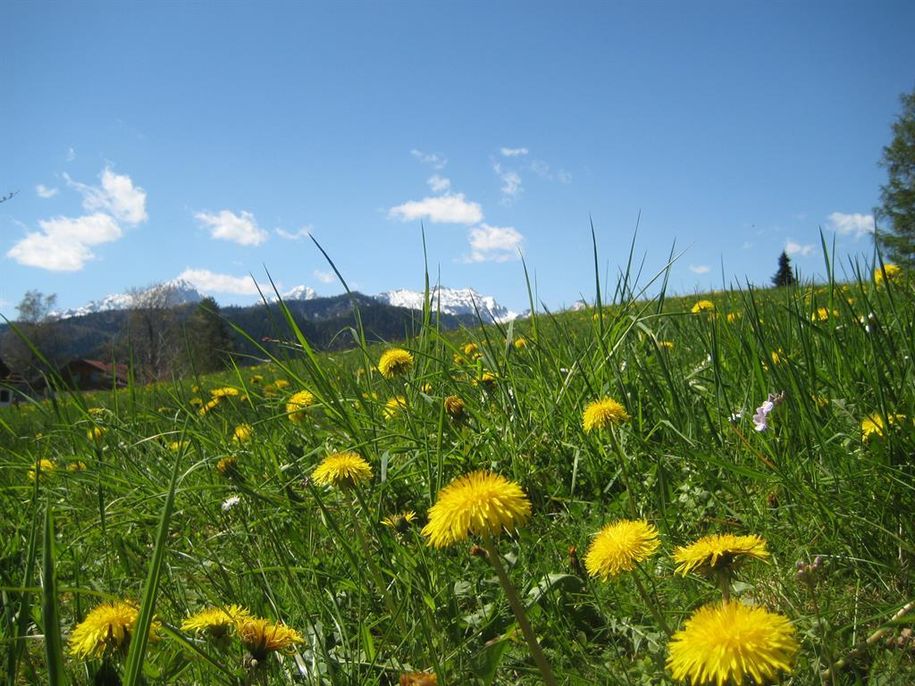 Wiese vor dem Haus