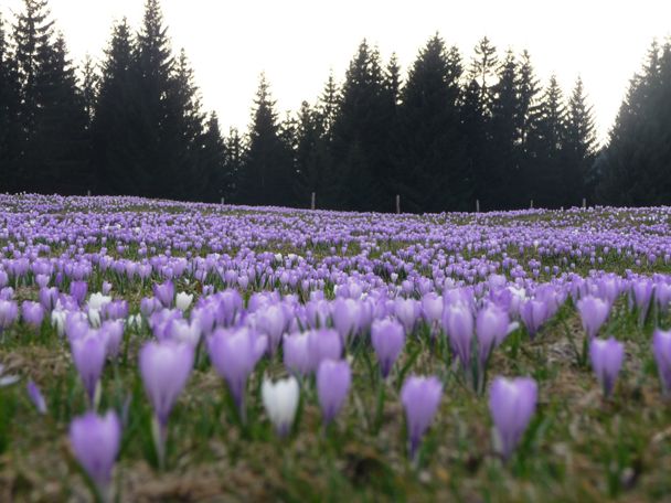 Krokusblüte auf dem Hündle